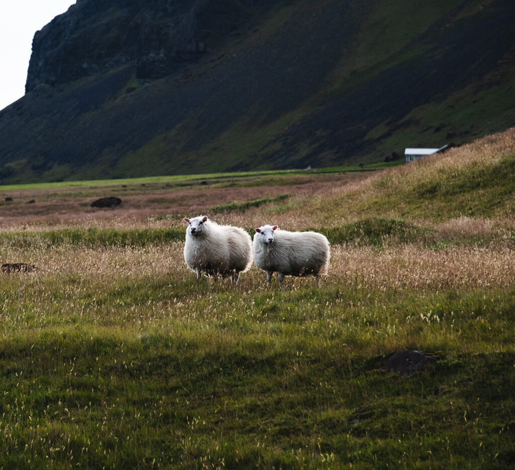 sheep in a lush field