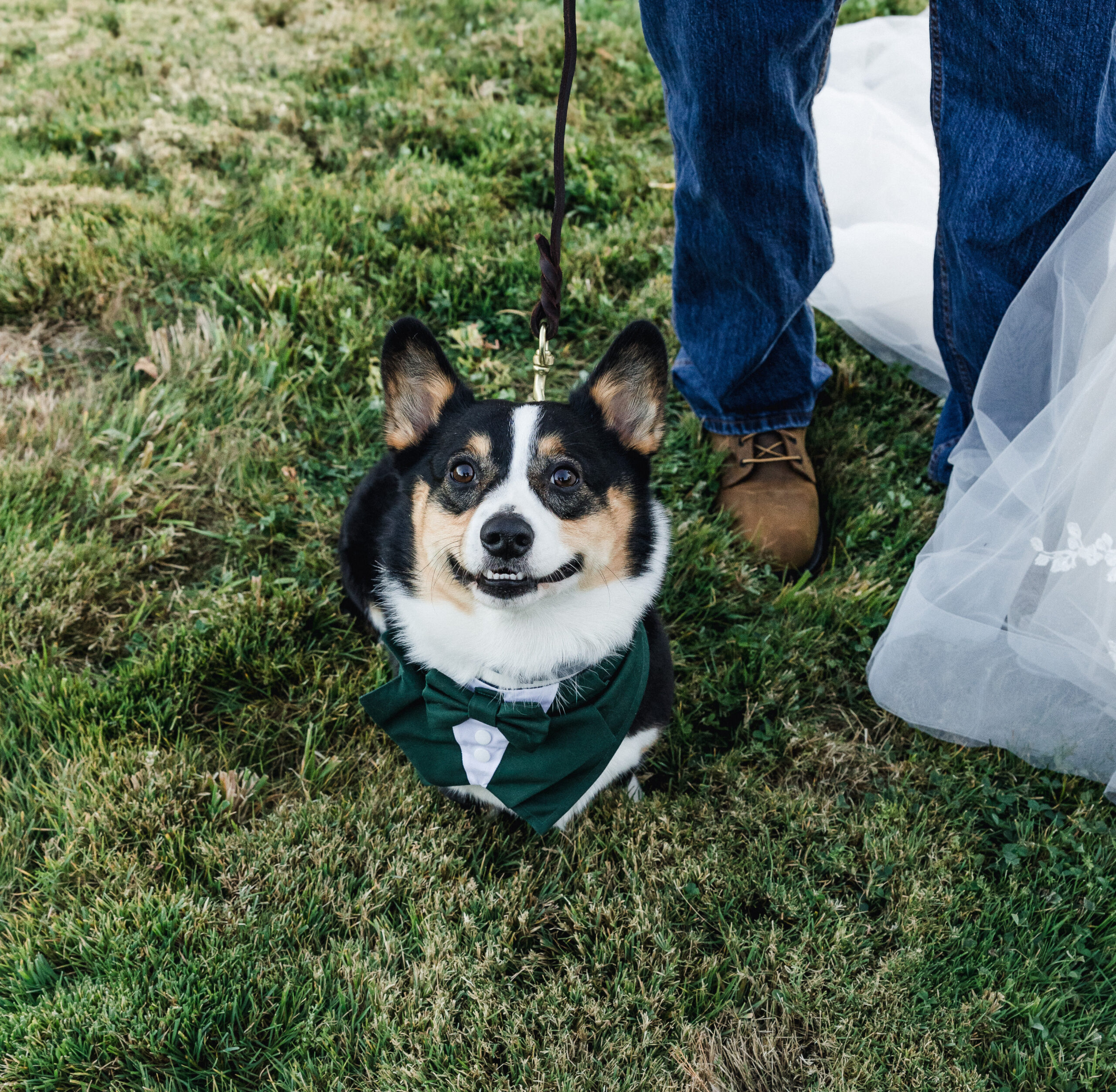Eloping in Acadia National Park with your dog